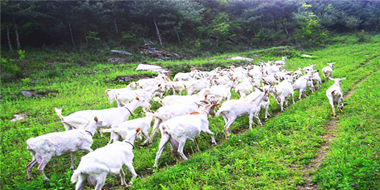 陜西羊乳產(chǎn)業(yè)基地概述 ——全球羊奶看中國(guó)，中國(guó)羊奶看陜西！